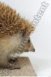 Head Hedgehog